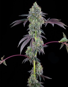 Semillas Blucci OG (Grounded Genetics) 💥 Potencia OG Intensa