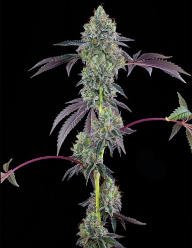 Semillas Blucci OG (Grounded Genetics) 💥 Potencia OG Intensa