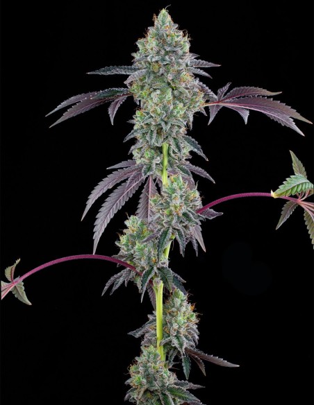 Semillas Blucci OG (Grounded Genetics) 💥 Potencia OG Intensa
