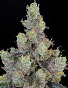 Semillas Blue Chiesel (Grounded Genetics) 🧀 Funk Sour Diesel