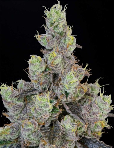 Semillas Blue Chiesel (Grounded Genetics) 🧀 Funk Sour Diesel
