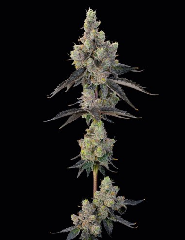 Semillas Blue Chiesel (Grounded Genetics) 🧀 Funk Sour Diesel
