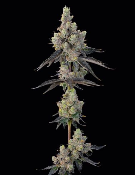 Semillas Blue Chiesel (Grounded Genetics) 🧀 Funk Sour Diesel