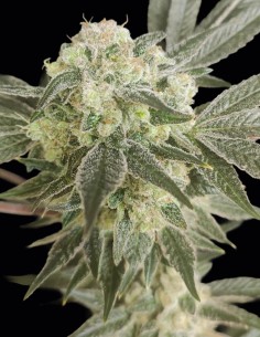 Adventure Mix: Shiskaberry Edition Seeds 🍒 (Spice of Life)