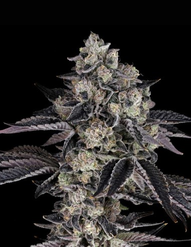 Semi French Runtz (Nine Weeks Harvest) 🍭 Candy Intenso