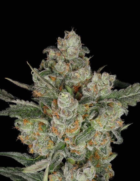 Semi Jackfroot (Nine Weeks Harvest) 🍒 Terpeni di Frutta