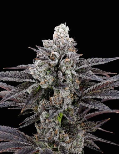 Semi Mylar Blues (Nine Weeks Harvest) 🍭 Terpeni Candy