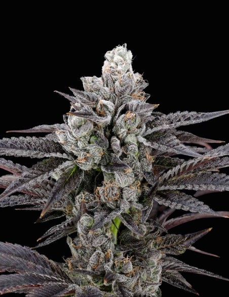 Semi Mylar Blues (Nine Weeks Harvest) 🍭 Terpeni Candy