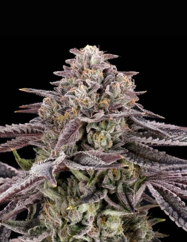 Semi Monaco (Nine Weeks Harvest) 🌿 Alta Resa