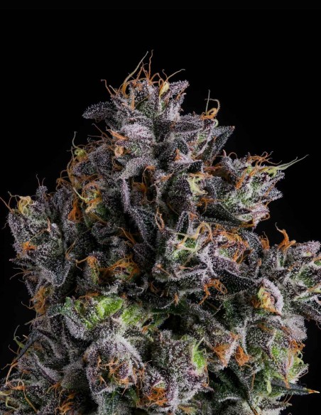 Semi Azulcar (Nine Weeks Harvest) 🍬 Candy Sherb Intenso