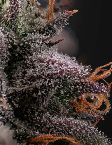 Semi Azulcar (Nine Weeks Harvest) 🍬 Candy Sherb Intenso