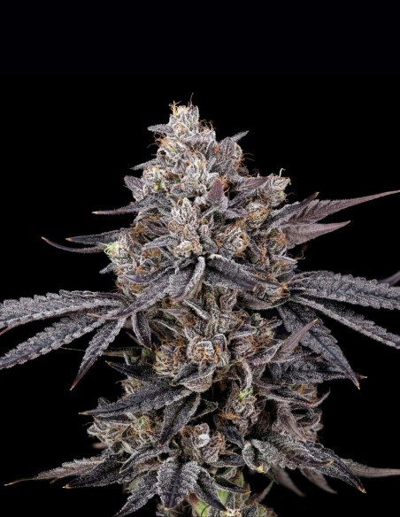 Semi Azulcar S1 (Nine Weeks Harvest) 🍬 Blue Candy Ghiacciato