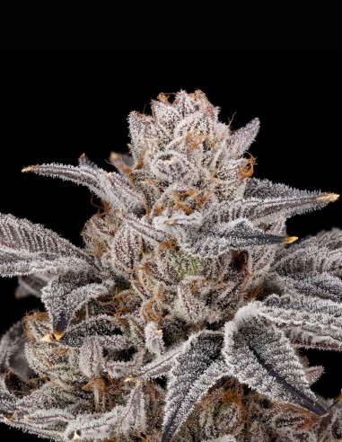 Semi Zorroz v2 (Nine Weeks Harvest) ❄️ Cime Ghiacciate