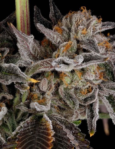 Semi Zorroz v2 (Nine Weeks Harvest) ❄️ Cime Ghiacciate