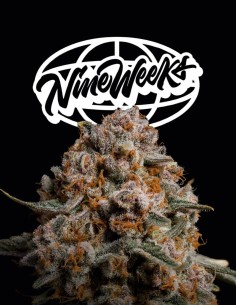 Semi Super Drip (Nine Weeks Harvest) 🌴 Tropicale Intenso