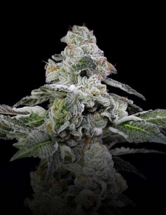 Semi Papaya Puffs (Nine Weeks Harvest) 🌴 Candy Tropicale