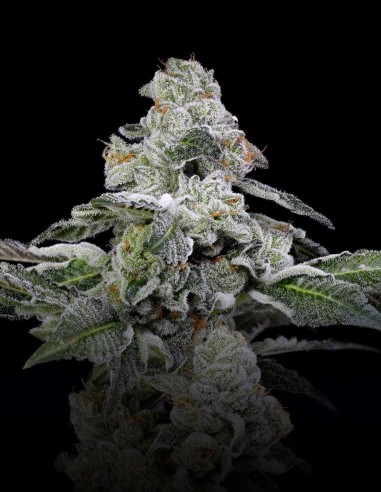 Semi Papaya Puffs (Nine Weeks Harvest) 🌴 Candy Tropicale