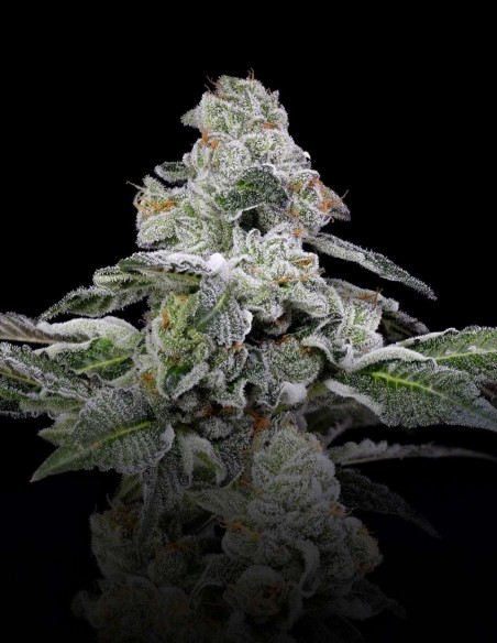 Semi Papaya Puffs (Nine Weeks Harvest) 🌴 Candy Tropicale