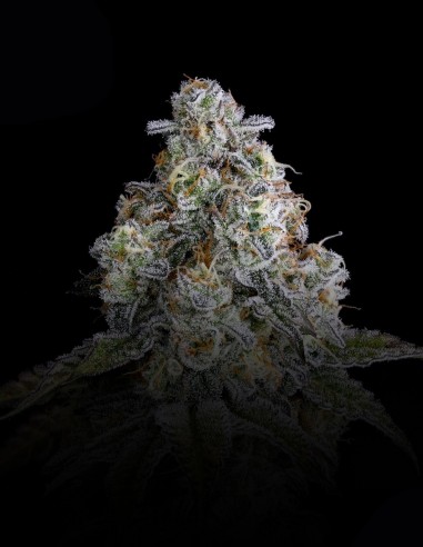 Semi Drip District (Nine Weeks Harvest) 🍒 Frutta Aspra