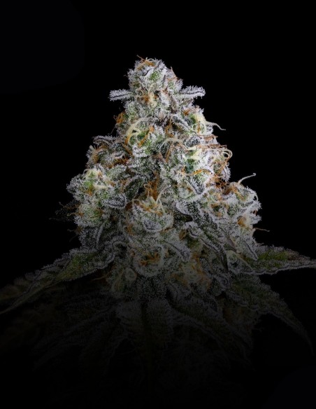 Semi Drip District (Nine Weeks Harvest) 🍒 Frutta Aspra