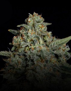 Semi Funky Drip (Nine Weeks Harvest) 🌴 Resina Tropicale