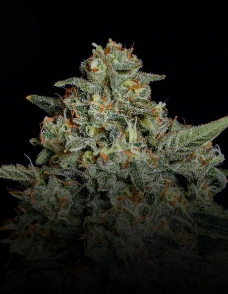 Semi Funky Drip (Nine Weeks Harvest) 🌴 Resina Tropicale