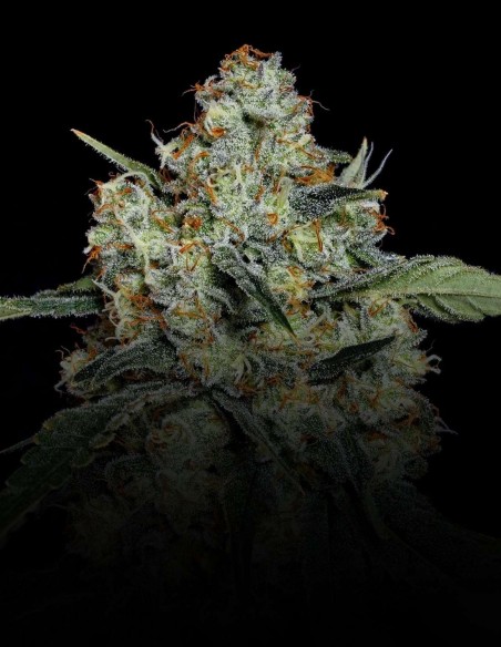 Semi Dulce De Papaya (Nine Weeks Harvest) 🥭 Resina Tropicale