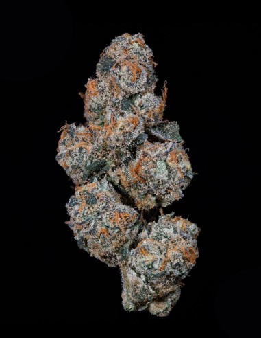 Semi Grape Squeeze (Nine Weeks Harvest) 🍇 Funk Agrumato