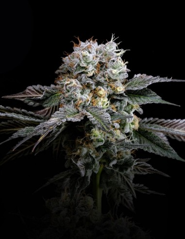 Semi Hashdrip (Nine Weeks Harvest) 🌿 Hash Potente