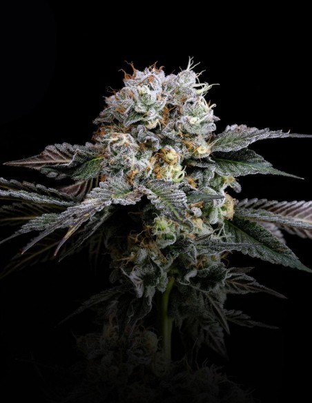 Semi Hashdrip (Nine Weeks Harvest) 🌿 Hash Potente