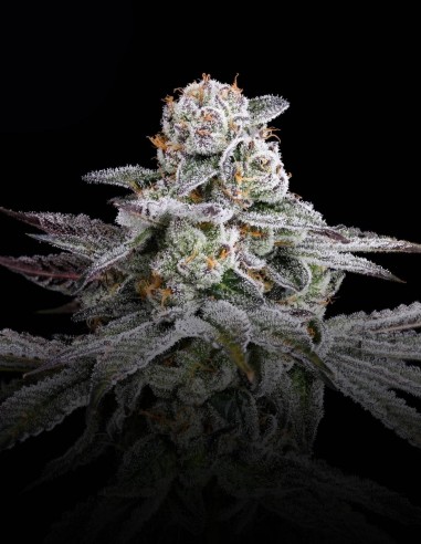 Semi Dulce De Gas (Nine Weeks Harvest) 🍇 Potenza d’Uva