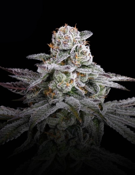 Semi Dulce De Gas (Nine Weeks Harvest) 🍇 Potenza d’Uva
