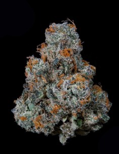 Semi Dulce De Gas (Nine Weeks Harvest) 🍇 Potenza d’Uva 2