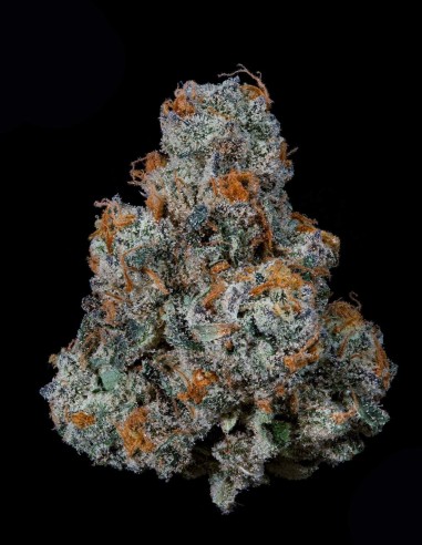 Semi Dulce De Gas (Nine Weeks Harvest) 🍇 Potenza d’Uva