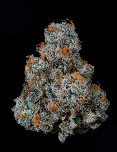 Semi Dulce De Gas (Nine Weeks Harvest) 🍇 Potenza d’Uva