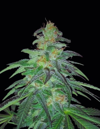 Hindu Kush Seeds (Oaseeds Genetics) 🌿 Relaxing Classic