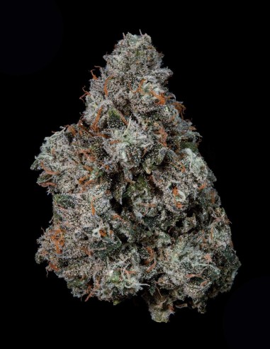 Semi di Pruno (Nine Weeks Harvest) 🌿 Funk Gassoso