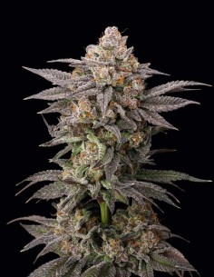 Semi di Cold Press (Nine Weeks Harvest) 🌿 Potenza Resinosa