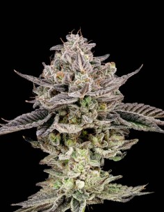 Semi di Gary Patron (Nine Weeks Harvest) 🍬 Potenza Candy
