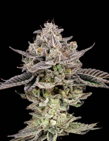 Semi di Gary Patron (Nine Weeks Harvest) 🍬 Potenza Candy