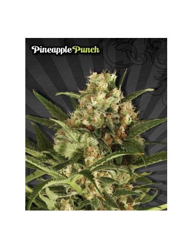 Buy Pineapple Punch from Auto Seeds - Oaseeds