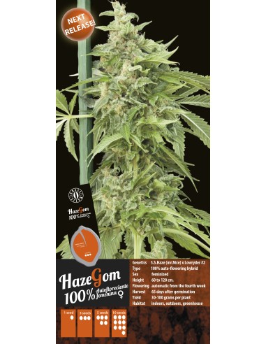 Buy Auto Haze Gom from Grassomatic Seeds - Oaseeds