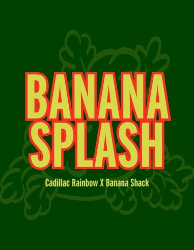 Banana Splash Seeds (Grand Cru Genetics) 🍌 Tropical