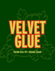 Velvet Glue Seeds (Grand Cru Genetics) 🍌 Banana Gas