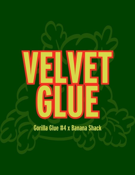Velvet Glue Seeds (Grand Cru Genetics) 🍌 Banana Gas