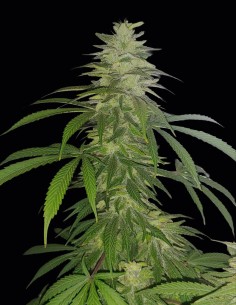 Lamb's Bread Seeds (Oaseeds Genetics) 🌿 Pure Jamaican Sativa