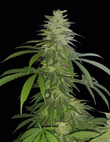 Lamb's Bread Seeds (Oaseeds Genetics) 🌿 Pure Jamaican Sativa