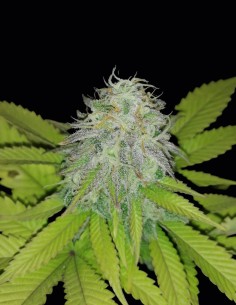 Early Skunk Regular Seeds (Oaseeds) 🌿 Massive Old School
