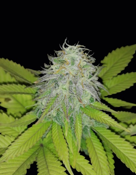 Early Skunk reguläre Samen (Oaseeds) 🌿 Massive Old School