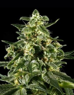 Himalaya Gold Seeds (Oaseeds) 🌿 Relaxing High
